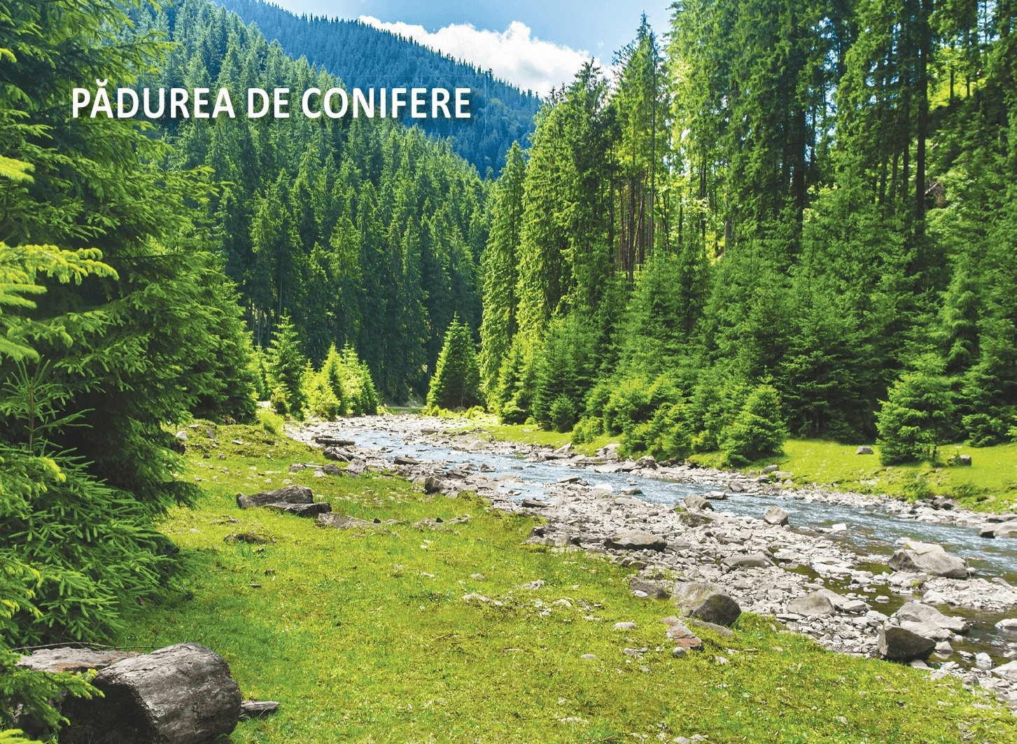 36 de jetoane - Biologie - clasa a V-a, DPH, 10-11 ani + [4]