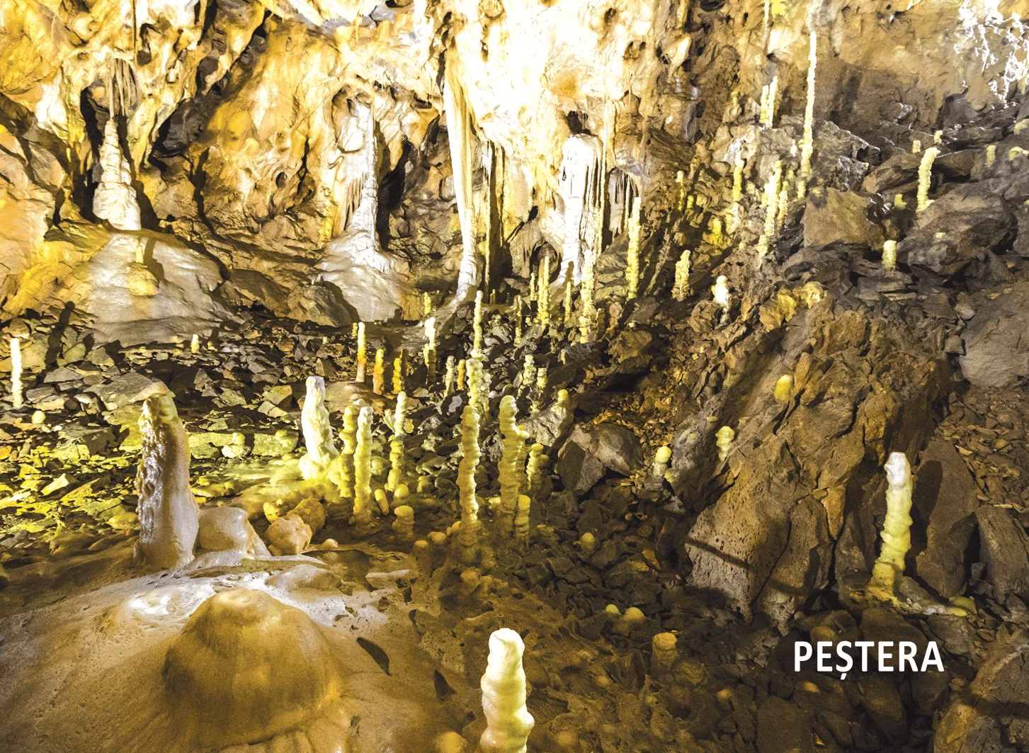 36 de jetoane - Biologie - clasa a V-a, DPH, 10-11 ani + [2]