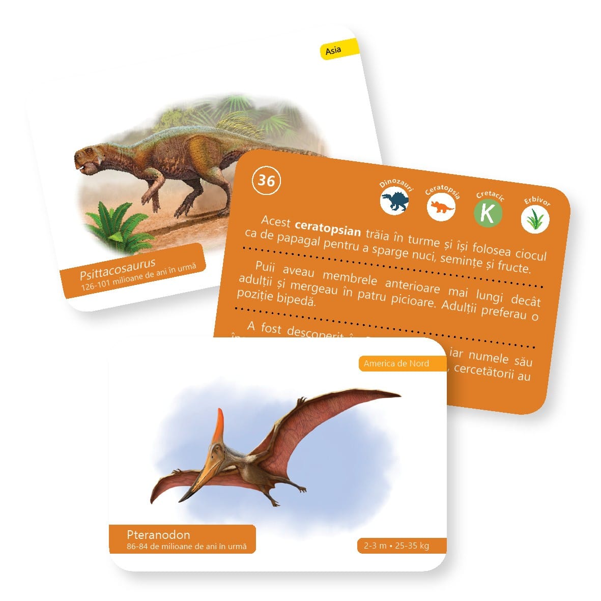 Evolutia vietii: Dinozauri - carti de joc Montessori pentru 6 - 12 [2]