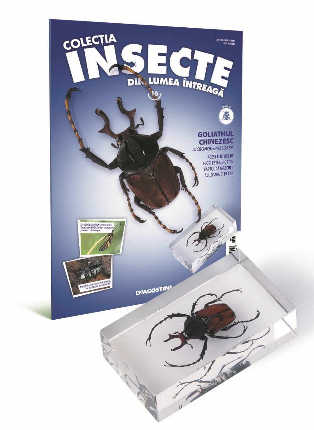 Colecţia Insecte din lumea ȋntreagă - Nr. 16: Goliathul chinezesc [1]