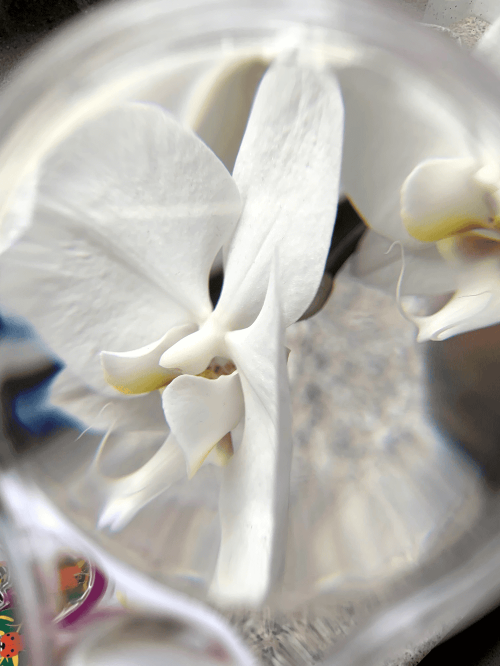 Kit explorare insecte, suport cu 6 pozitii Keycraft, + 6 ani [3]