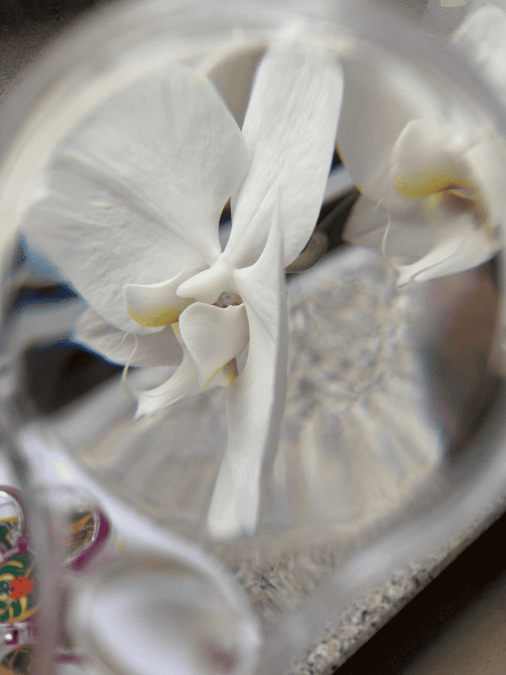 Kit explorare insecte, suport cu 6 pozitii Keycraft, + 6 ani [2]