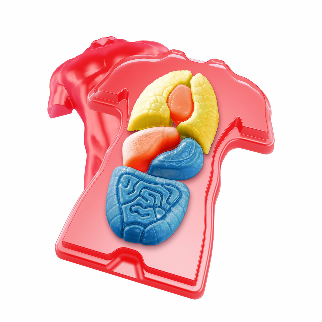 Kit STEM Organele corpului uman [4]