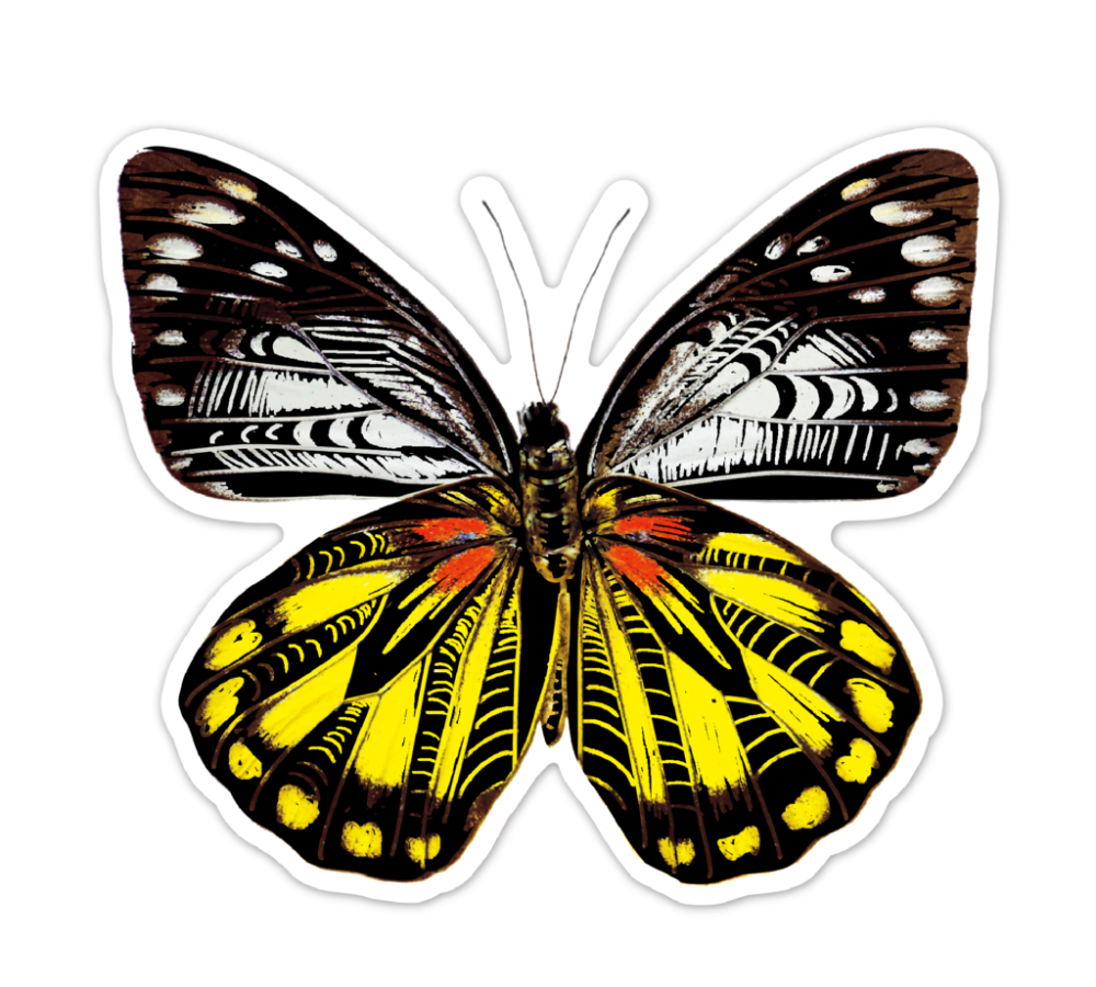 Abtibilduri razuibile - Fluturi, colectia Creatii Naturale [4]