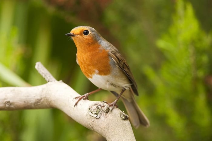 Binoclul exploratorului cu busola, Brainstorm, 6-7 ani + [3]