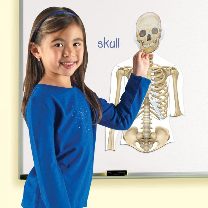 Corpul uman - set magnetic, Learning Resources, 4-5 ani + [5]