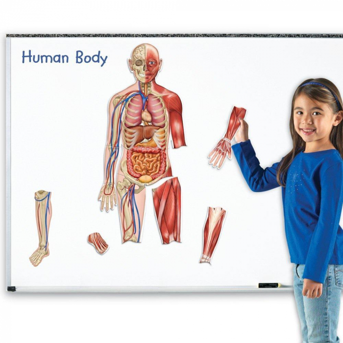 Corpul uman - set magnetic, Learning Resources, 4-5 ani + [3]