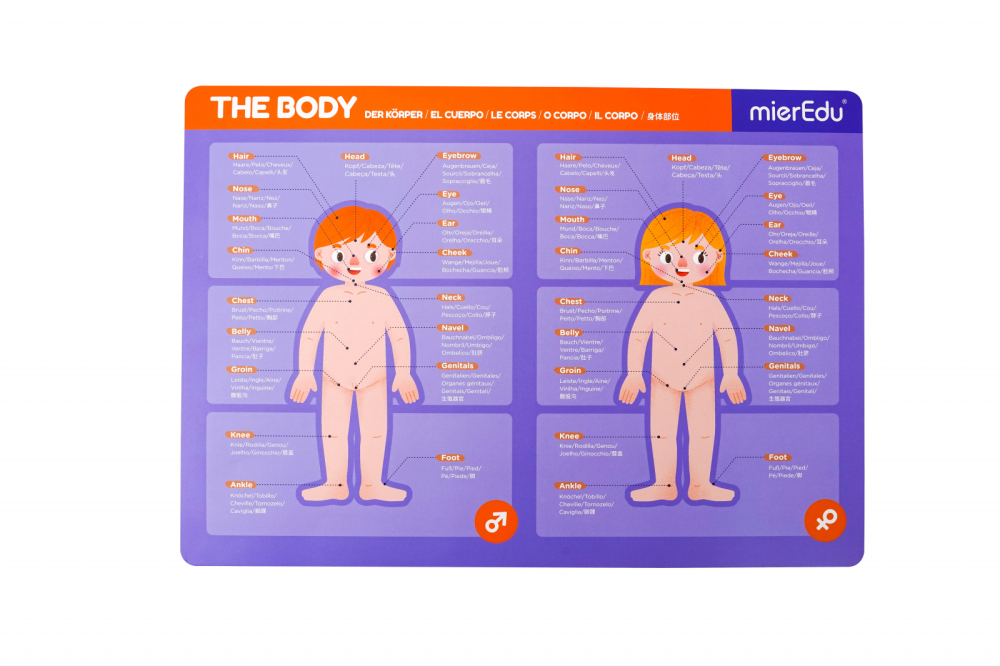 Joc magnetic educativ - Anatomia Umana [9]