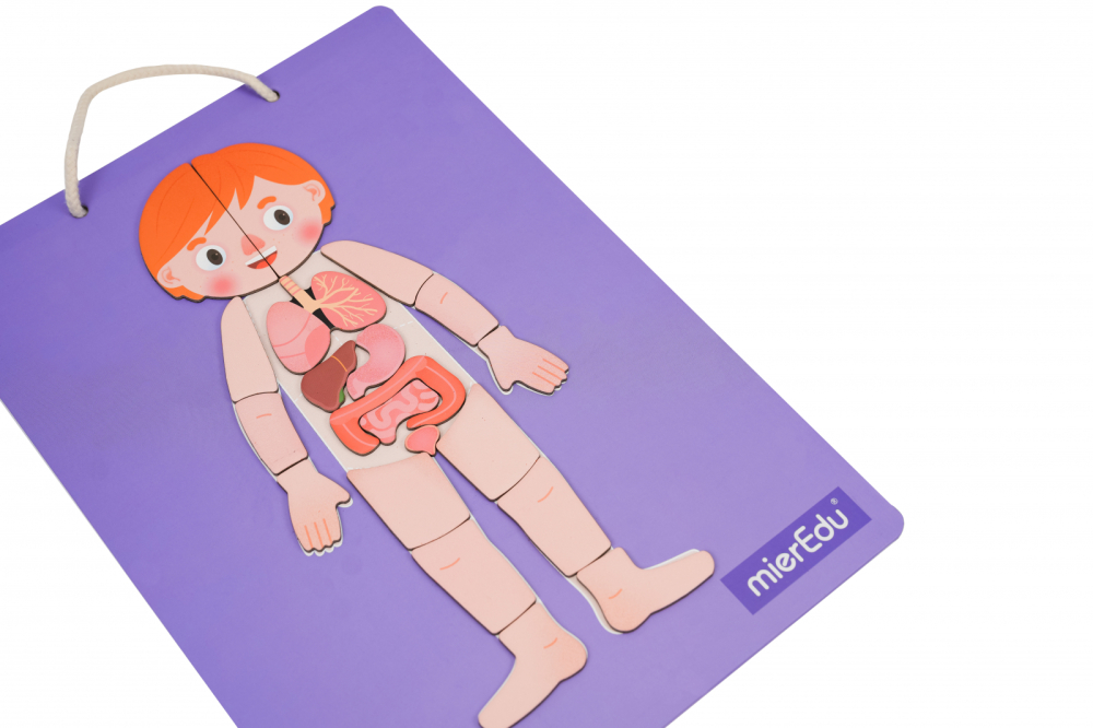 Joc magnetic educativ - Anatomia Umana [6]