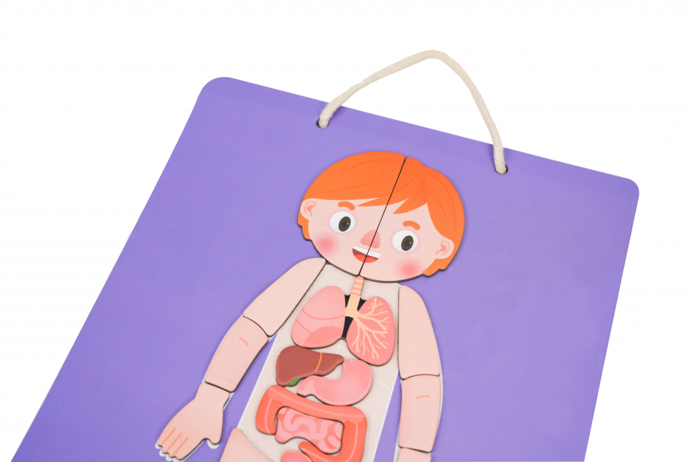 Joc magnetic educativ - Anatomia Umana [5]