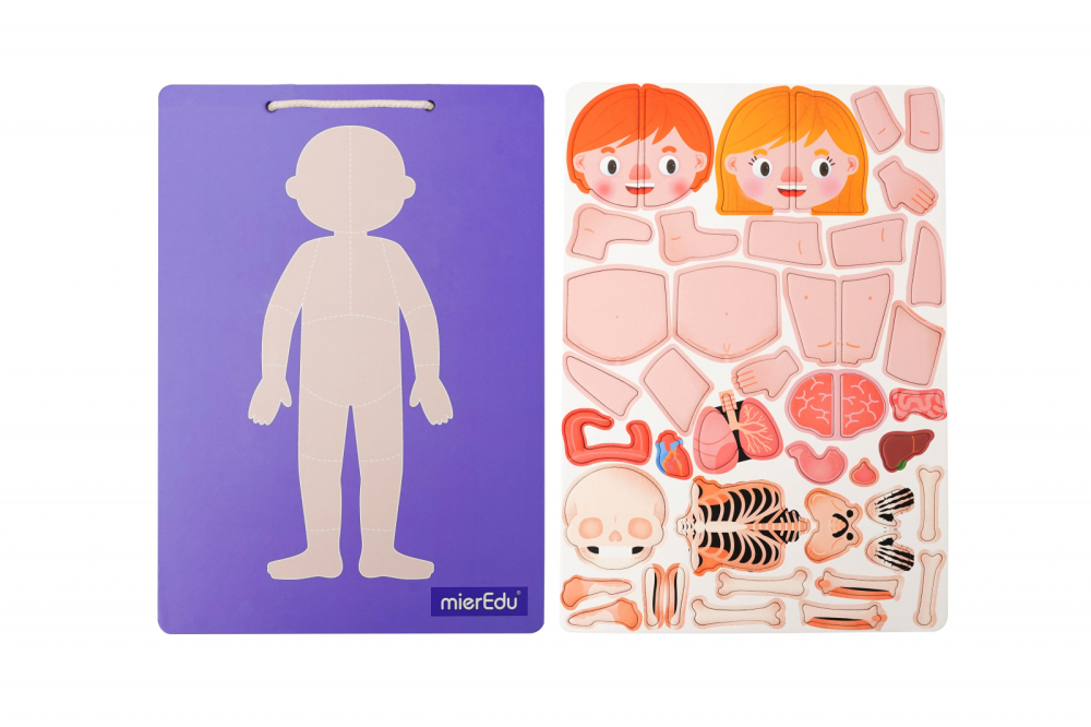 Joc magnetic educativ - Anatomia Umana [8]