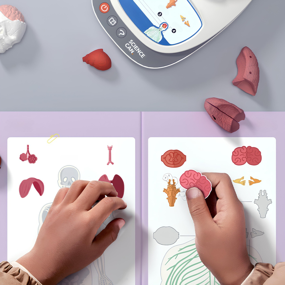 Joc STEM Anatomia umana, TopBright [3]