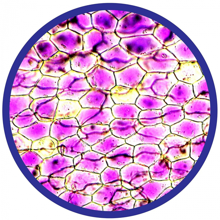 Microscop 450X, Brainstorm, 8-9 ani + [9]