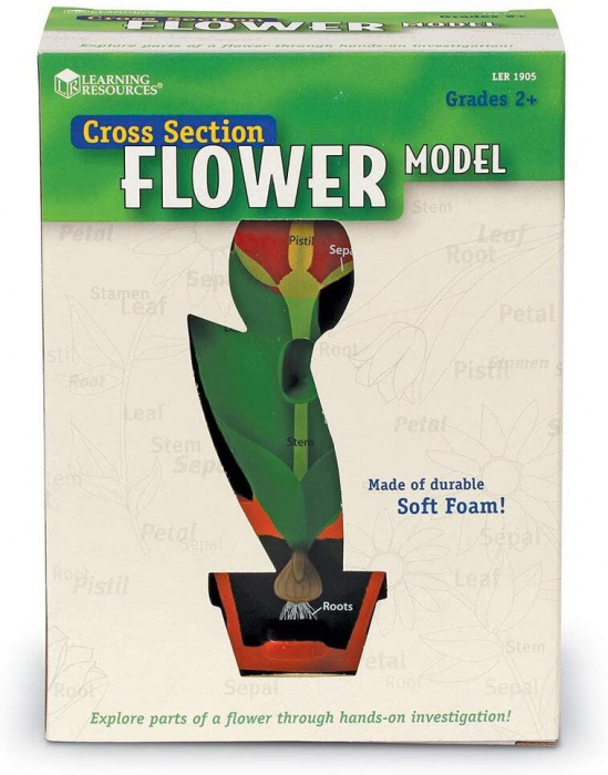 Model de sectiune a florii, Learning Resources, 6-7 ani + [4]