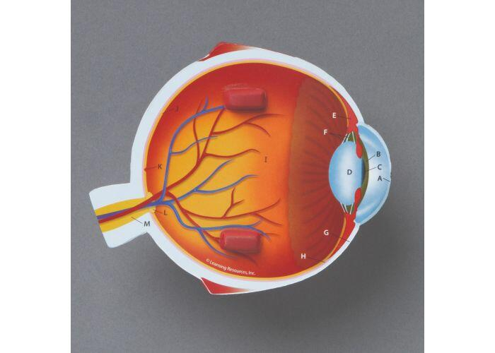 Model sectiune - Ochiul, Learning Resources, 6-7 ani + [3]