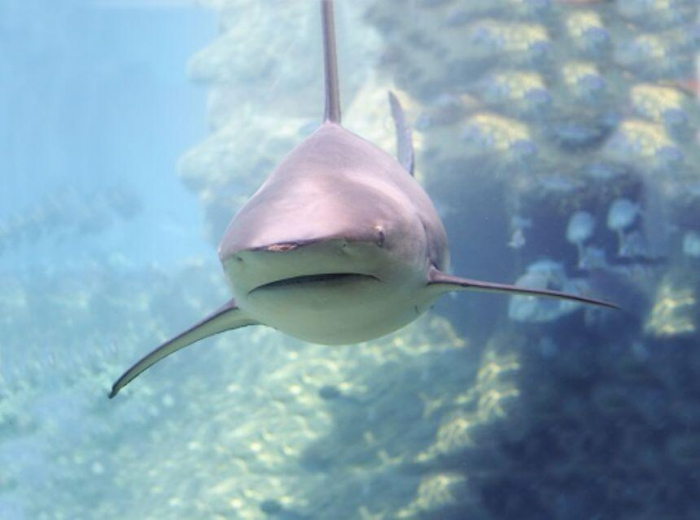 Proiector tip lanterna - Animale marine, Natural History Museum, 2-3 ani + [6]