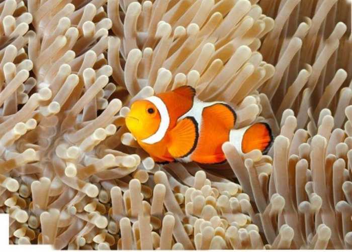 Proiector tip lanterna - Animale marine, Natural History Museum, 2-3 ani + [7]