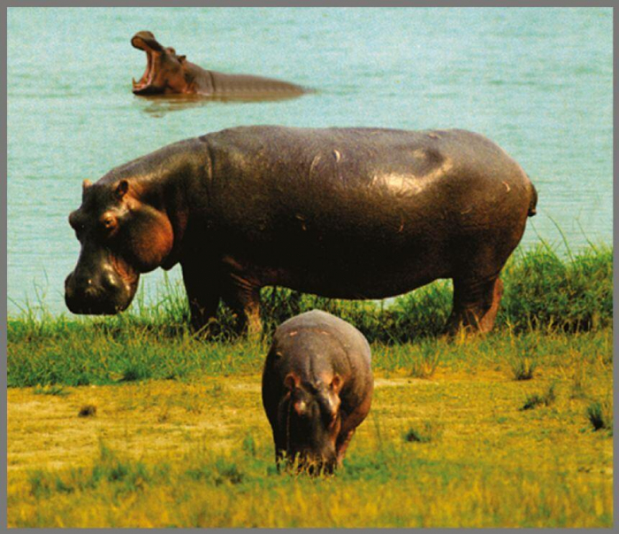 Proiector tip lanterna - Animale salbatice, Brainstorm, 2-3 ani + [10]