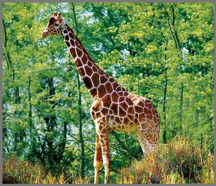 Proiector tip lanterna - Animale salbatice, Brainstorm, 2-3 ani + [9]