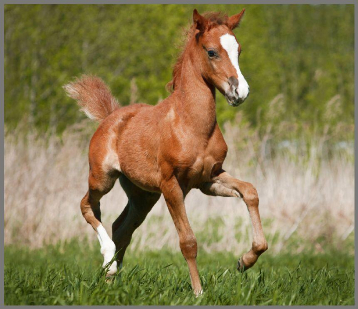 Proiector tip lanterna - Animalute simpatice, Brainstorm, 2-3 ani + [14]