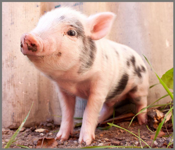 Proiector tip lanterna - Animalute simpatice, Brainstorm, 2-3 ani + [13]