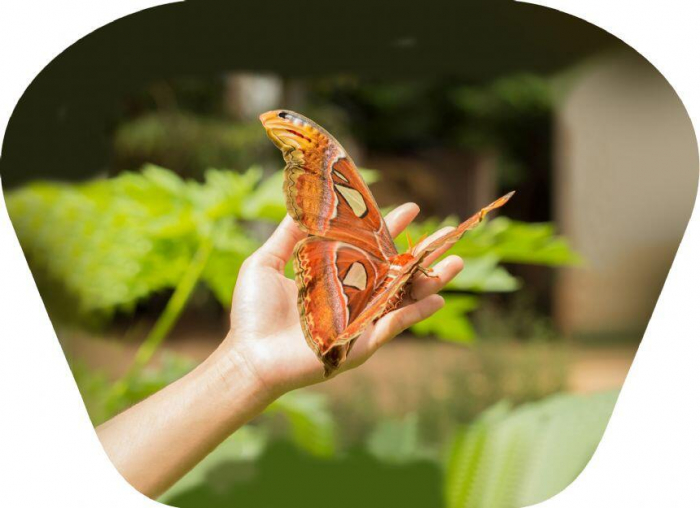 Proiector tip lanterna - Insecte, Natural History Museum, 2-3 ani + [8]