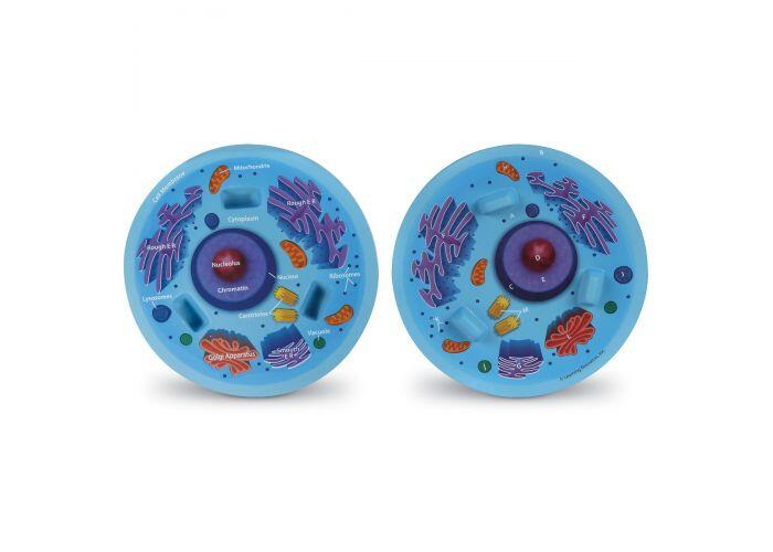 Sectiunea celulei animale, Learning Resources, 6-7 ani + [2]