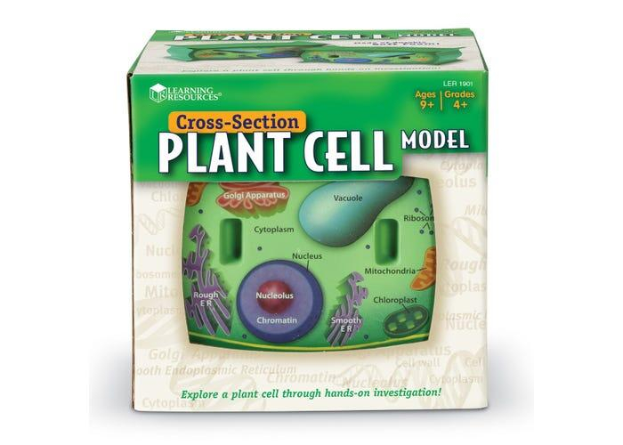 Sectiunea celulei plantei, Learning Resources, 6-7 ani + [4]