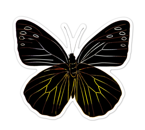 Abtibilduri razuibile - Fluturi, colectia Creatii Naturale [6]