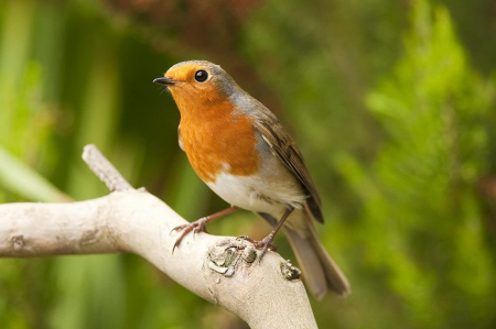 Binoclul exploratorului cu busola, Brainstorm, 6-7 ani + [2]