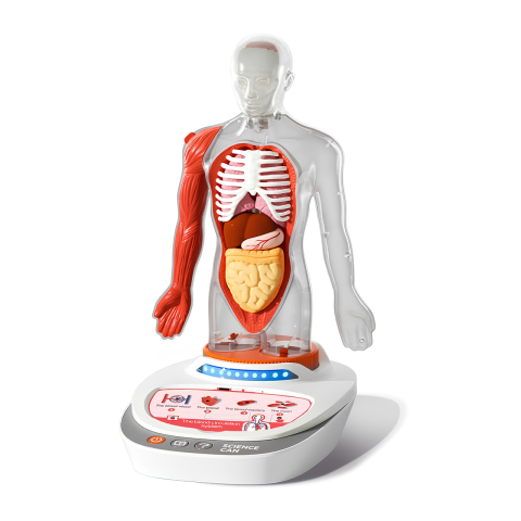 Jucarii copii 6-7 ani - Joc STEM Anatomia umana, TopBright