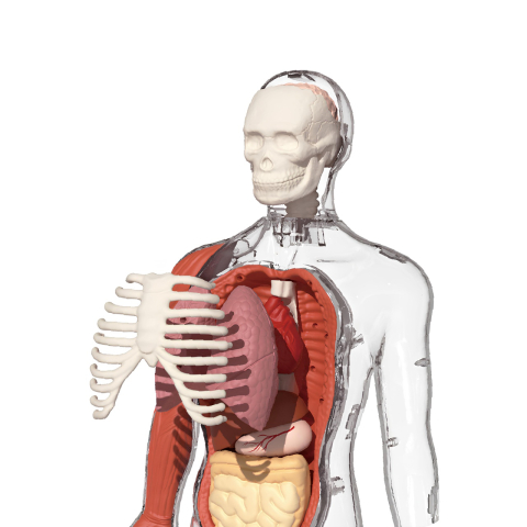 Joc STEM Anatomia umana, TopBright [4]