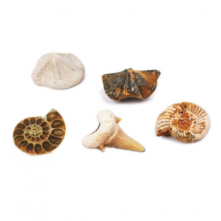 Kit paleontologie - Descopera fosile, Magnoidz, +6 ani [1]