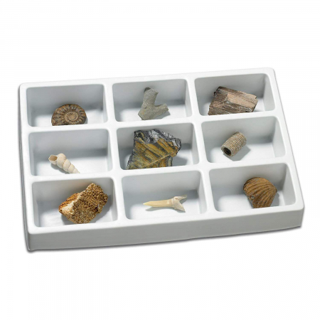 Jucarii baieti - Kit paleontologie - Fosile, Educational Insights, 8-9 ani +
