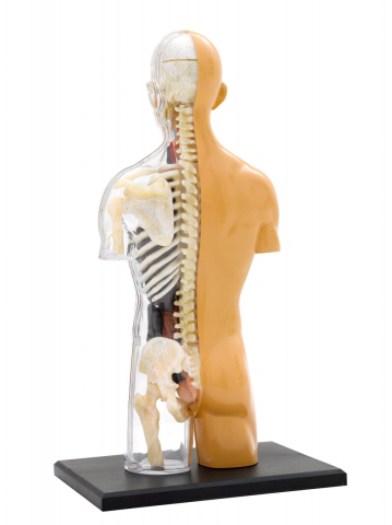 Kit STEM Anatomia corpului uman [2]