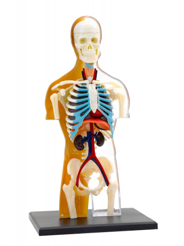 Kit STEM Anatomia corpului uman [1]