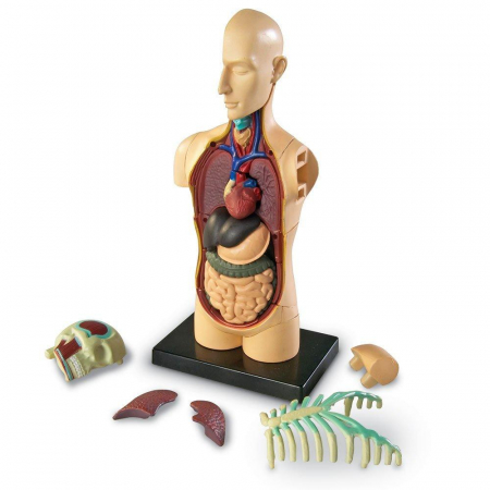 Macheta corpul uman, Learning Resources, 8-9 ani + [3]