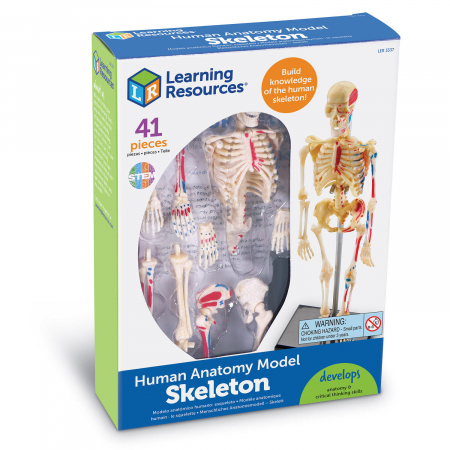 Jucarii baieti - Macheta corpul uman - Schelet, Learning Resources, 8-9 ani +
