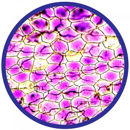 Microscop 450X, Brainstorm, 8-9 ani + [8]