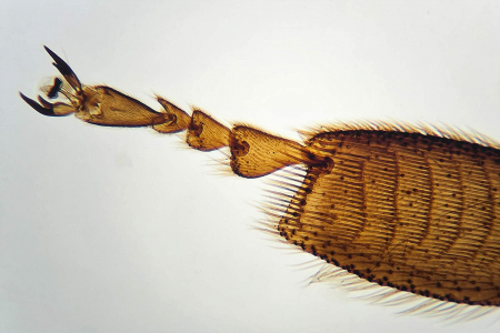 Microscop portabil cu LED, Brainstorm, 6-7 ani + [5]