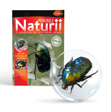 MINUNILE NATURII VOL.8 - CĂRĂBUŞUL DE TRANDAFIR