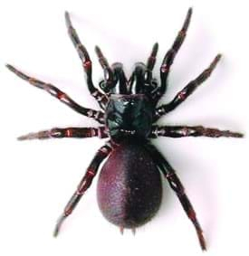 Paianjen, Bullyland, 2-3 ani + [1]