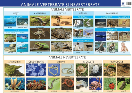 Carti educative - Plansa - Animale vertebrate si nevertebrate, DPH, 4-5 ani +