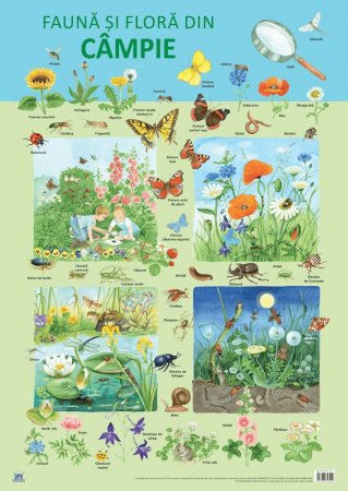 Carti educative - Plansa - Fauna si flora din campie, DPH, 4-5 ani +