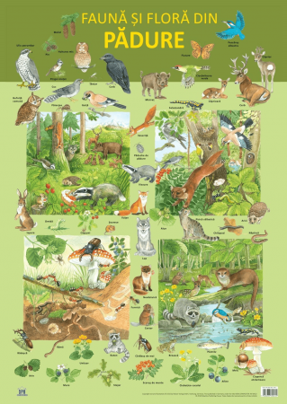 Carti educative - Plansa - Fauna si flora din padure, DPH, 4-5 ani +
