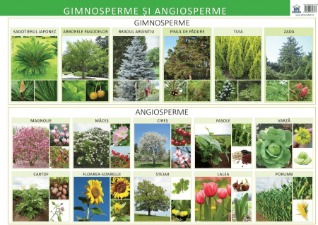Carti educative - Plansa - Giosperme si angiosperme, DPH, 4-5 ani +