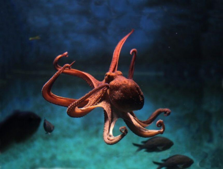 Proiector tip lanterna - Animale marine, Natural History Museum, 2-3 ani + [7]