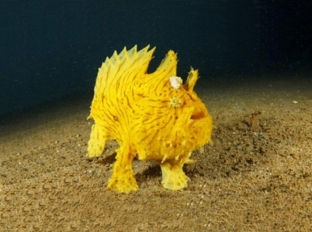 Proiector tip lanterna - Animale marine, Natural History Museum, 2-3 ani + [8]