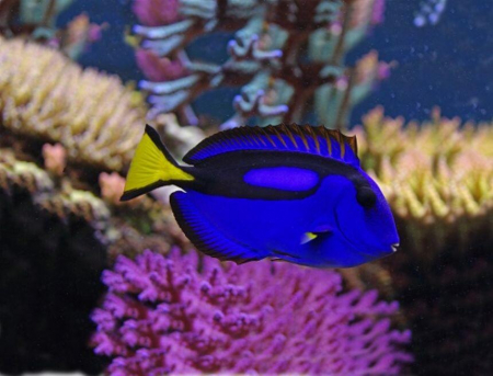 Proiector tip lanterna - Animale marine, Natural History Museum, 2-3 ani + [4]