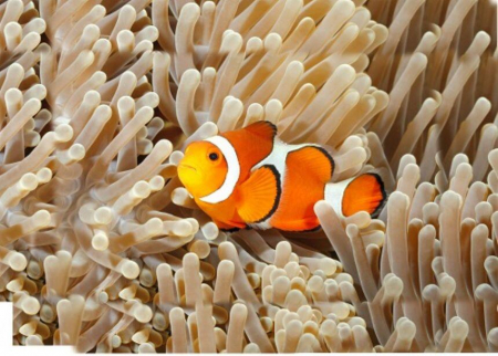 Proiector tip lanterna - Animale marine, Natural History Museum, 2-3 ani + [6]